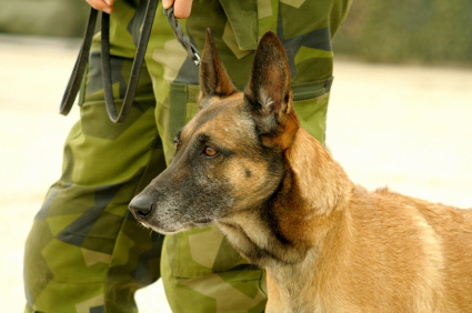 PTSD Therapy Dog